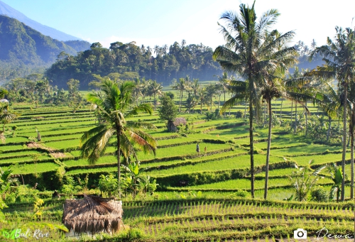 rizieres bali