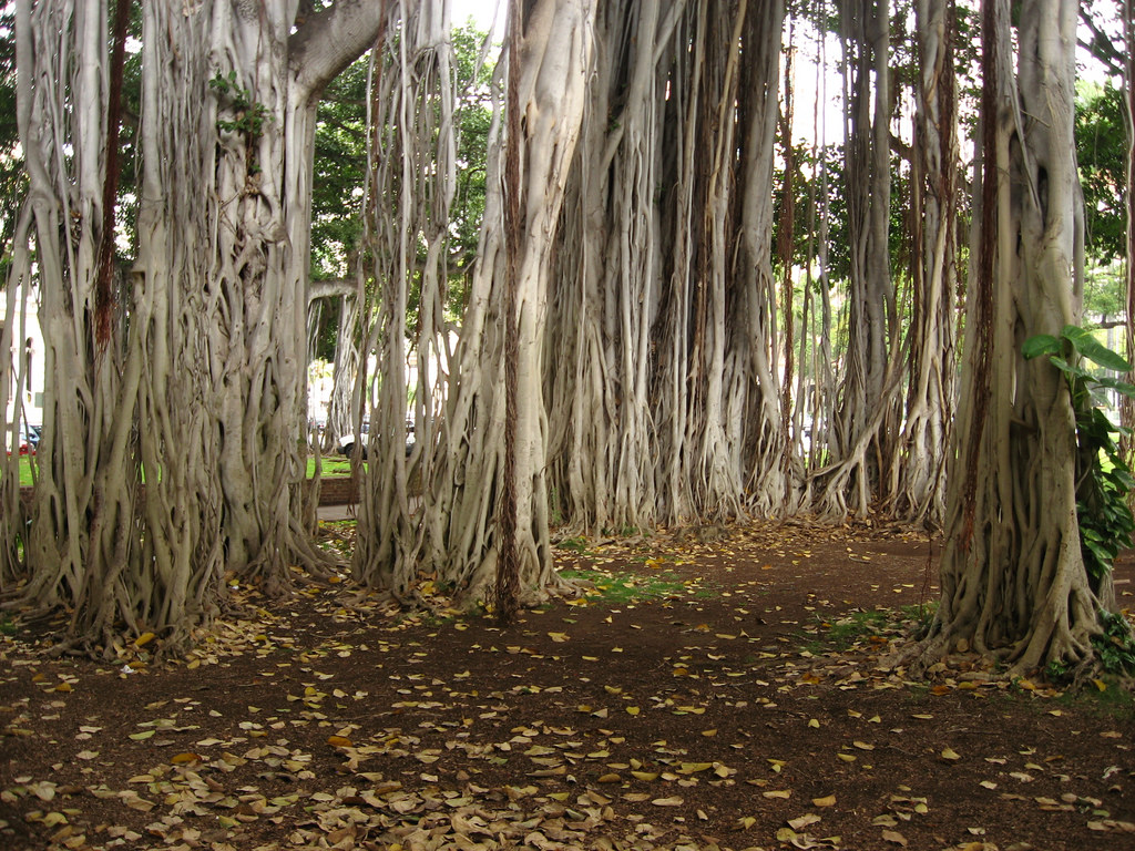 Le banian l arbre  sacr 