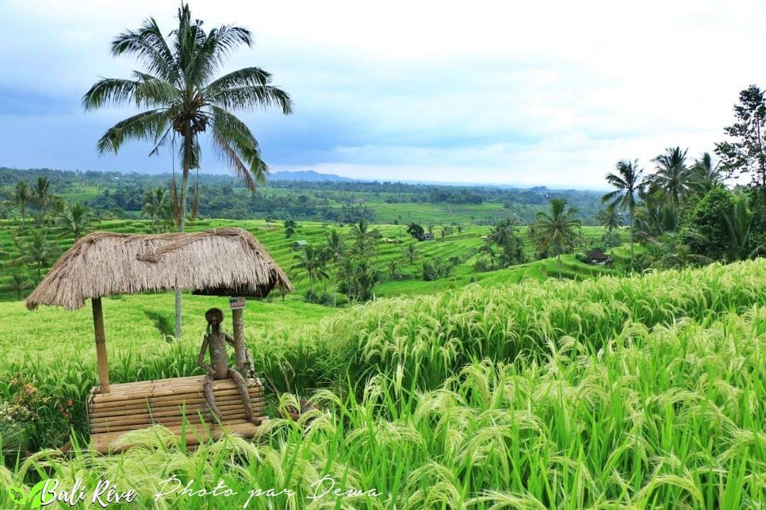 Rizières de Jatiluwih et leur système subak