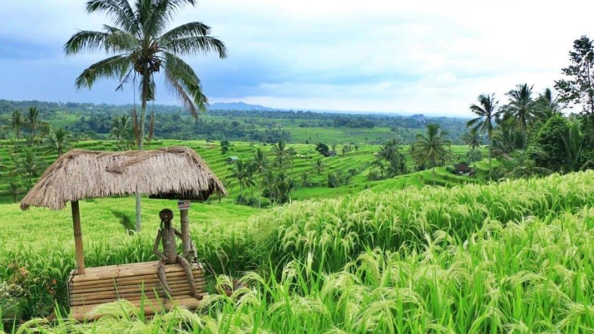 Rizières de Jatiluwih et leur système subak