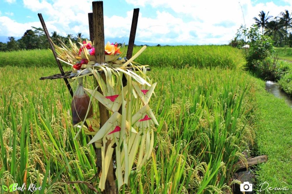Les 3 variétés de riz Balinais