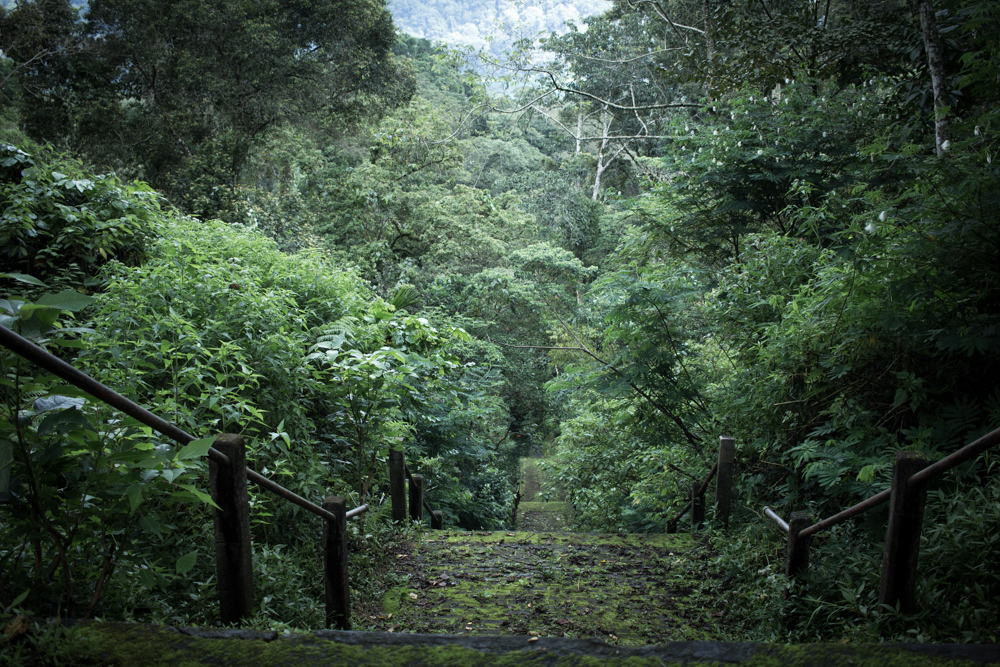 Foret primaire de Tambligan