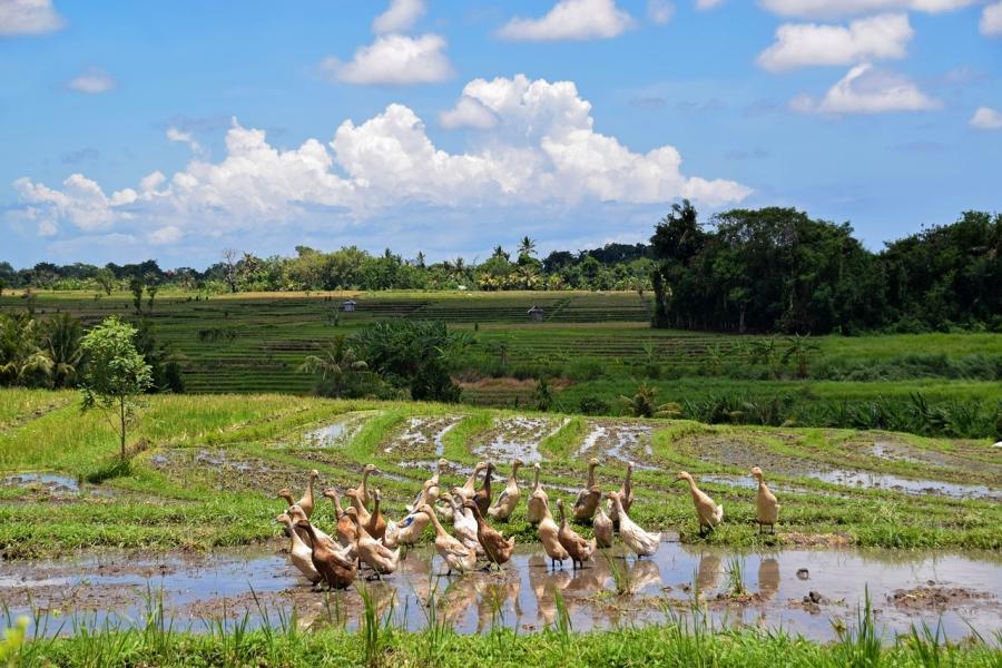 Les canards à la baguette à Bali