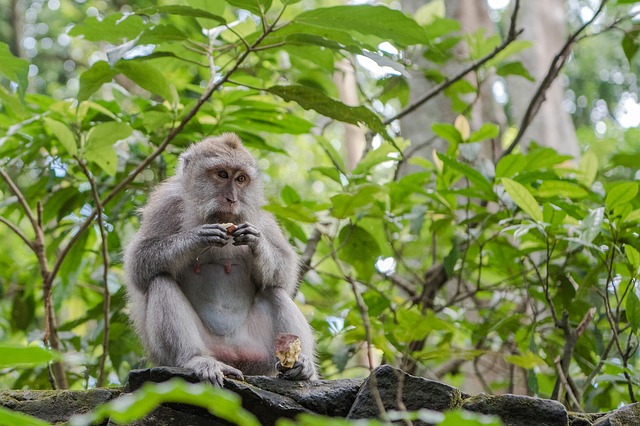 Balinese long tailed macaque 3541057 640