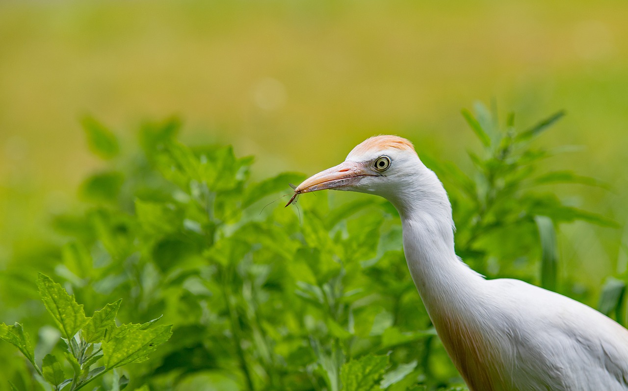 Cattle egret 4302477 1280