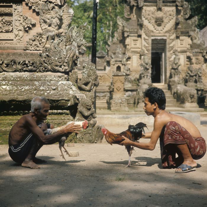 Les dessous des combats de coqs à Bali