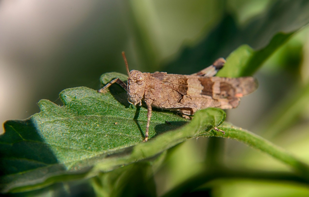 Desert locust 4437410 1280