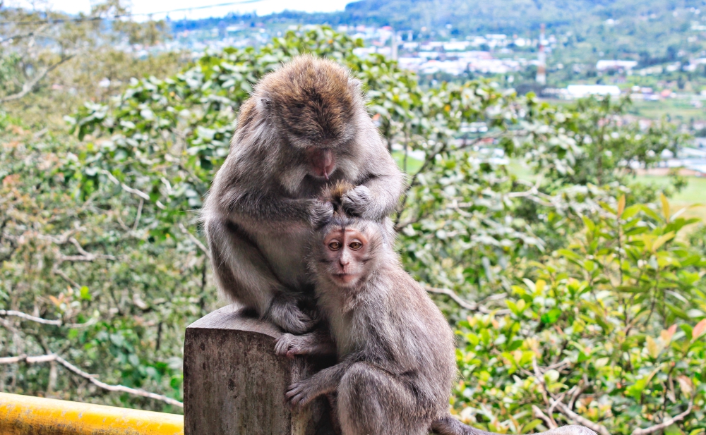 Où voir des singes à Bali ?