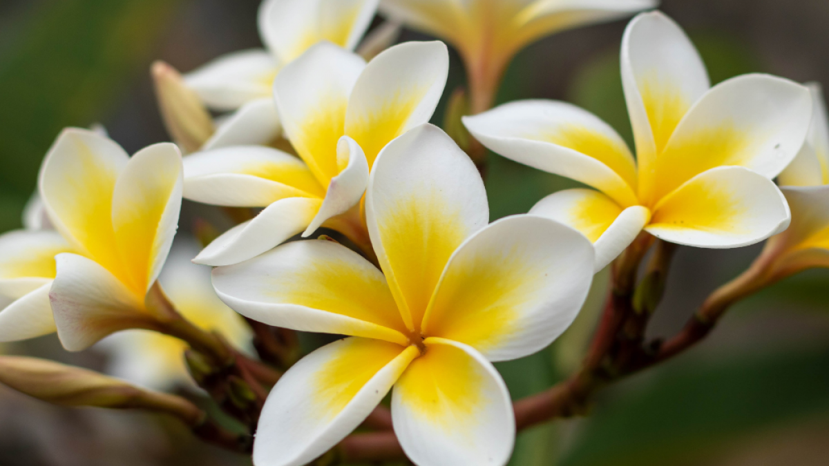La fleur de frangipanier à Bali : symbole sacré et culturel