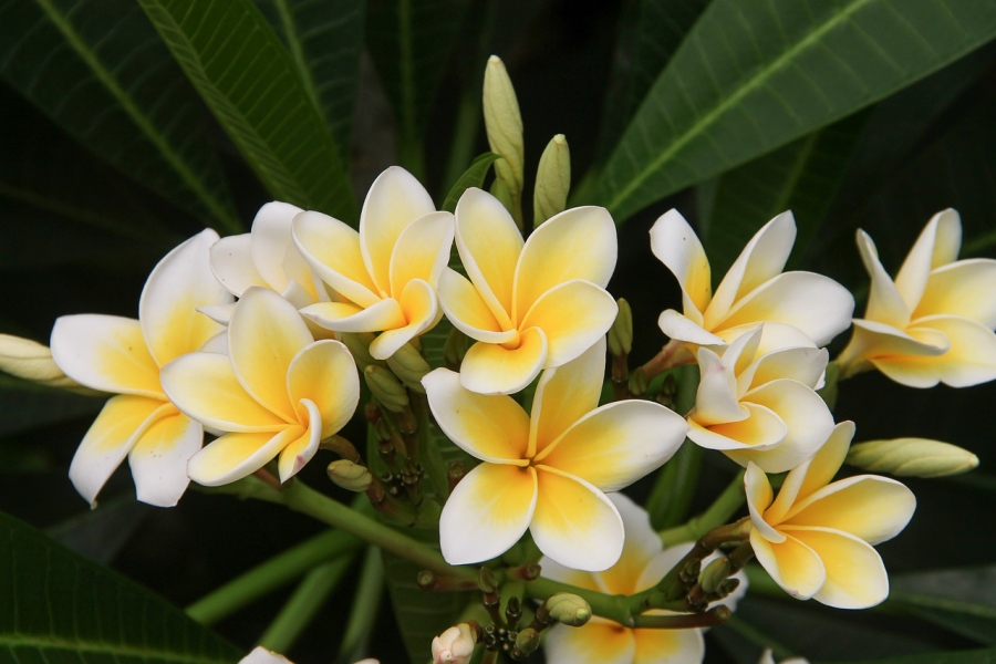 fleur de tiaré jaune