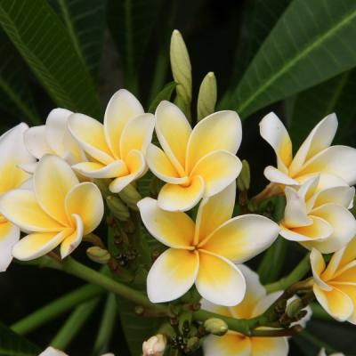 Frangipani 4339912 1280