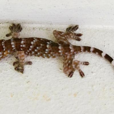 Gecko 200959 1280 min