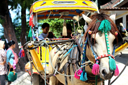 Gili trawangan horse