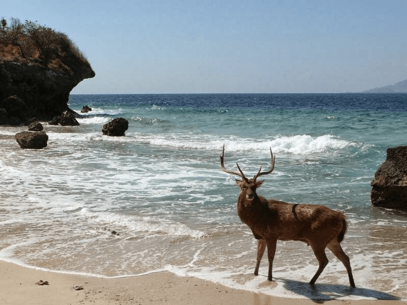 L'ile aux cerfs : Menjangan