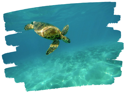 Iles gili 1
