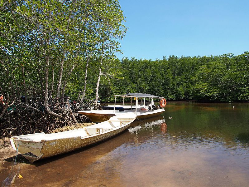 Mangrove forest jpg