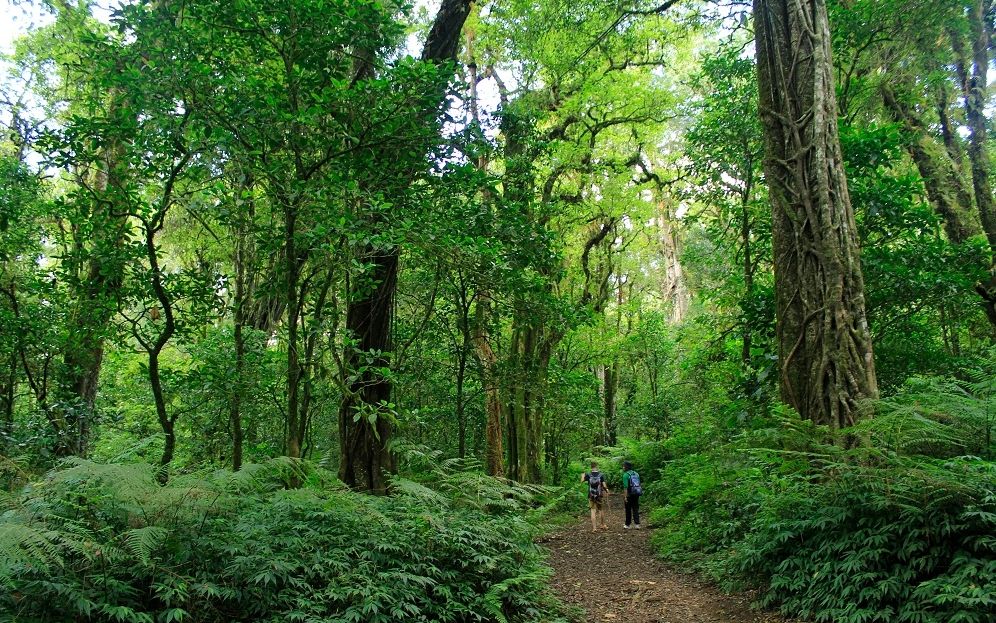 Randonnée dans la foret primaire de Tambligan