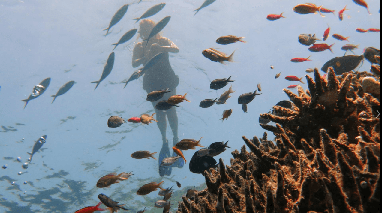 Snorkeling à Menjangan