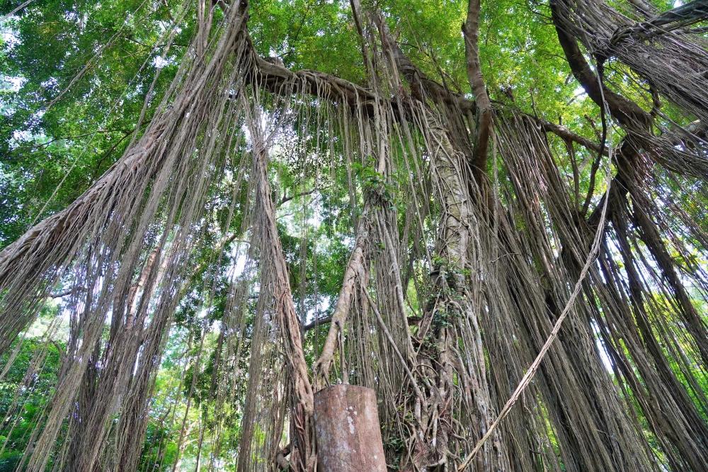 A Bali l'arbre banyan est sacré