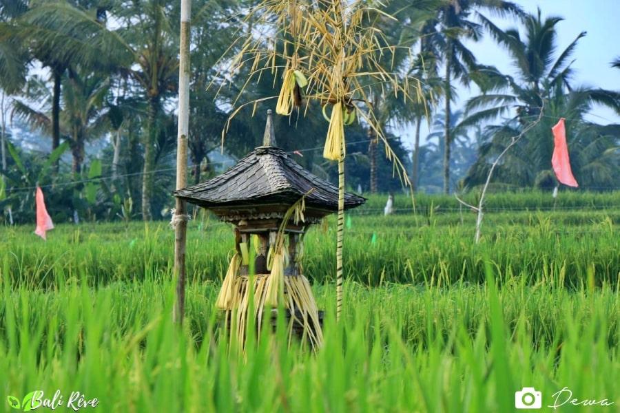 Tumpek uduh : célébrons la nature